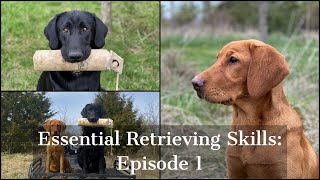 Labrador Retriever  Essential Training Skills Episode 1 [upl. by Ariamo735]