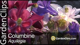 Columbine  Aquilegia species  How to grow Columbine flowers [upl. by Bryant261]